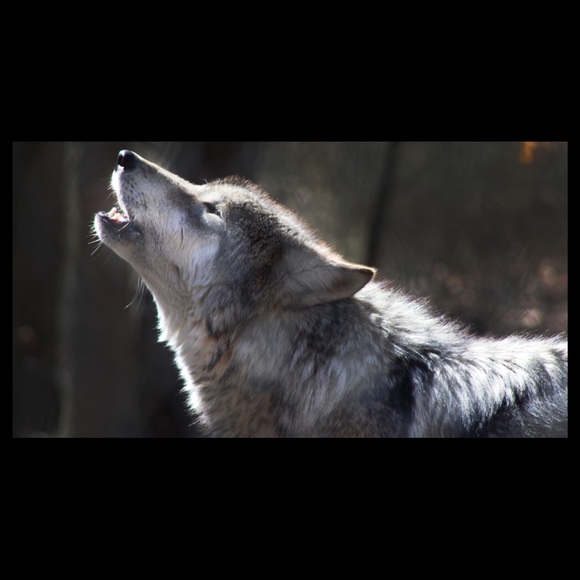 Meet your Posher, Taylor - Picture 1 of 1